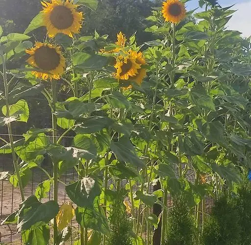 Tatil Evi Letniskowy W Sitnie Sitno (Pomerania)